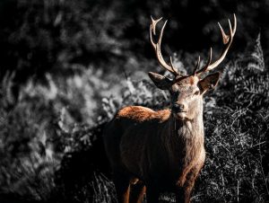 Stag of Richmond II