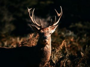 Stag of Richmond