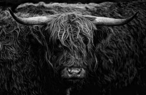 Highland Cow