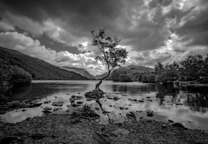 Lone Tree