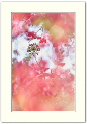 Berry Bright
