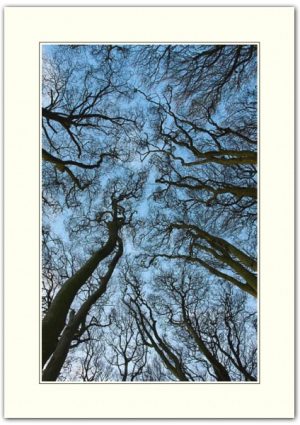 Look Up