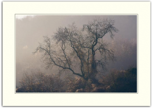 The Enchanted Tree