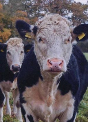 WILTSHIRE CATTLE