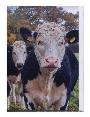Wiltshire Cattle. Philippa Huber Photography. Greetings Card