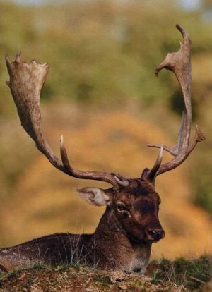 THE STAG