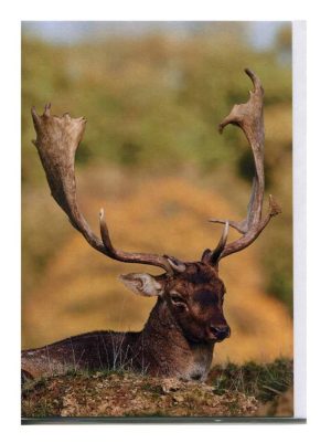 The Stag. Philippa Huber Photography. Greeting Card