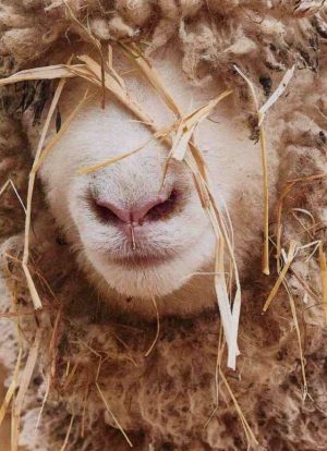 THE SHEEP