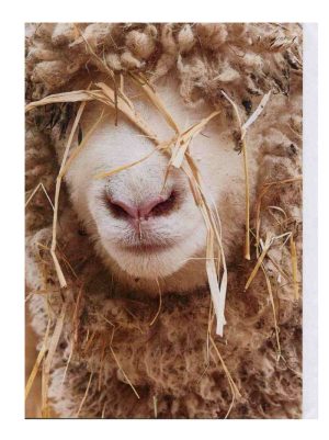 The Sheep. Philippa Huber Photography. Greeting Card